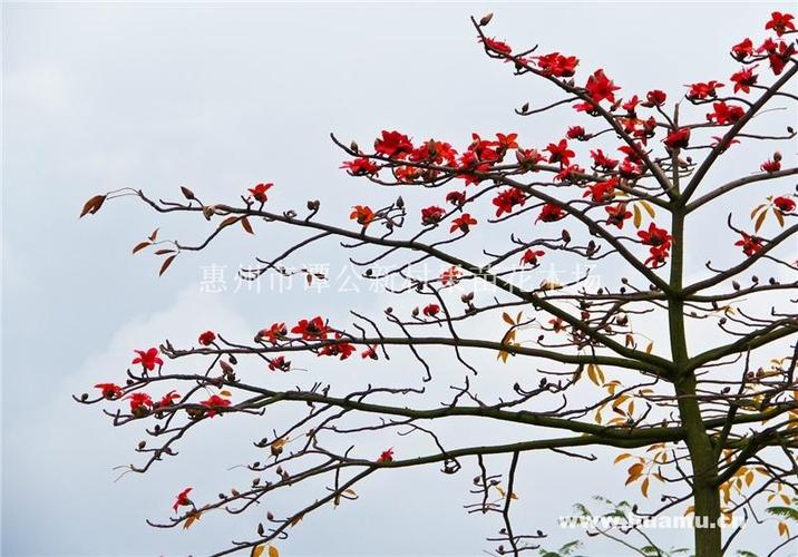 惠州木棉树 木棉 木棉花销售 木棉价格