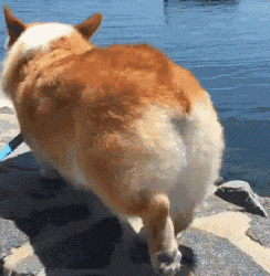 吸猫撸狗神马的都out了,现在都流行吸柯基的蜜桃臀了