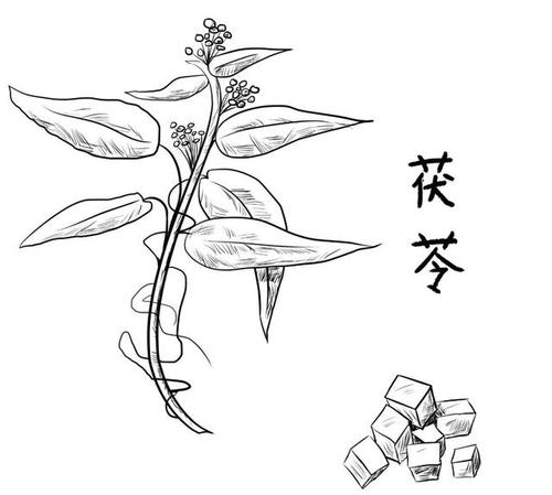 "祛湿黄金"茯苓,做成这些食物健脾助消化,在家就能