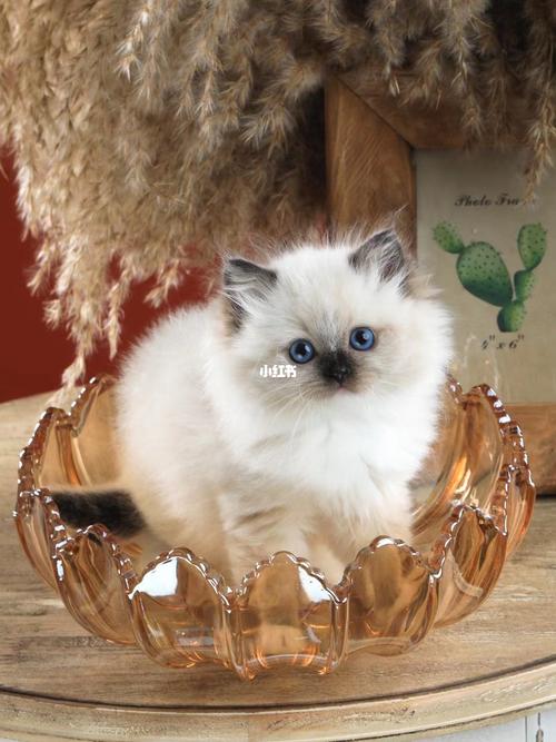 重点色布偶手套_手套_布偶猫_宠物_猫