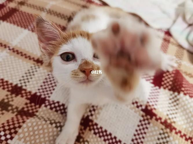 竹小春呀_猫咪_宠物_猫_晒猫
