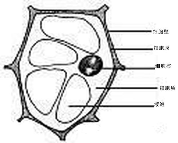 请画一个植物细胞简图并标明各部分的名称.急用请画清楚