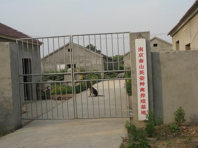 南京秦山英姿家禽养殖专业合作社种鸡养殖场