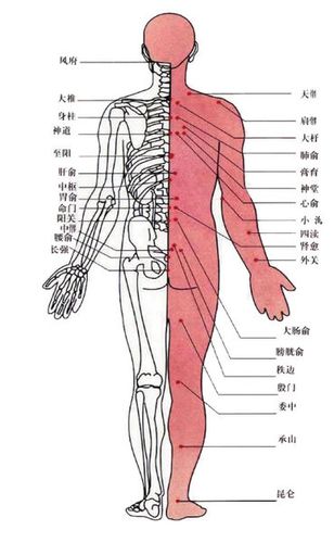 腰椎间盘膨出,是哪个位置?