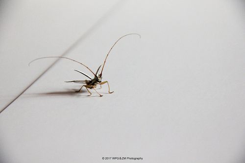 《 黑点粉天牛 》