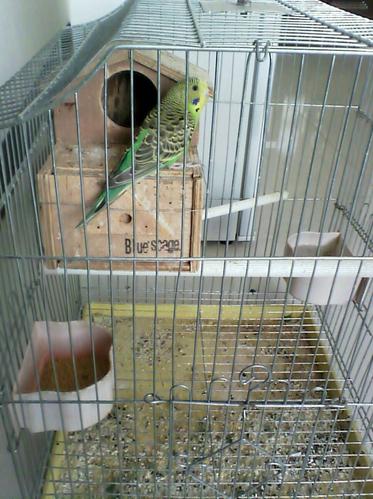 虎皮鹦鹉母的发情是什么样子?