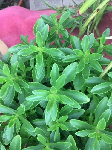 这是什么植物? 这是三七吗?这是什么植物?