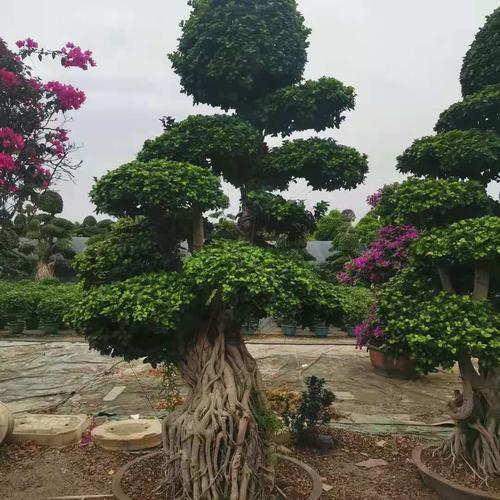 榕树盆景 福建造型榕树盆景 造型小叶榕树桩 小叶榕基地