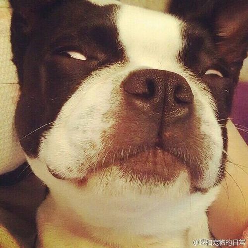 狗翻白眼的表情图片