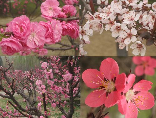 春天的粉红色的.桃花,杏花,樱花都是粉红色的.