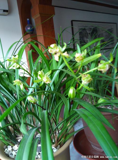 岭南奇碟今年第3次开花了-建兰篇-中国兰花交易网社区