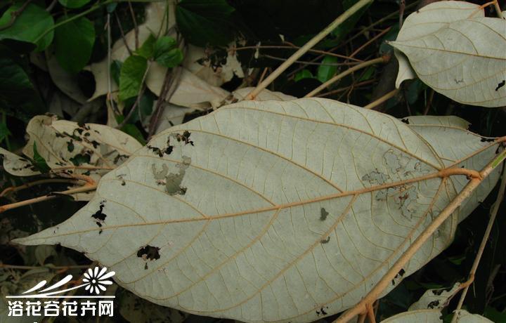 翻白叶的采集方法