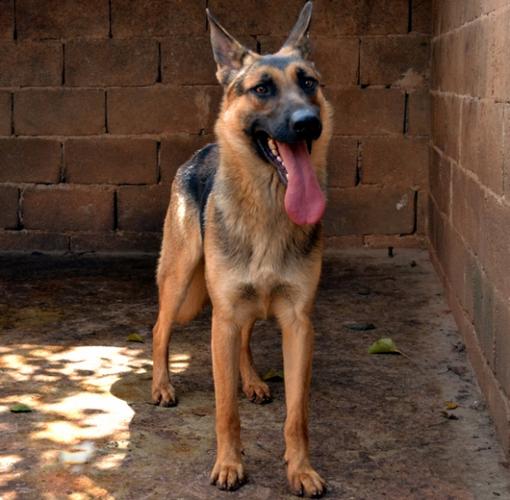 黑背品系昆明犬,在某些方面比德国黑背更为出色