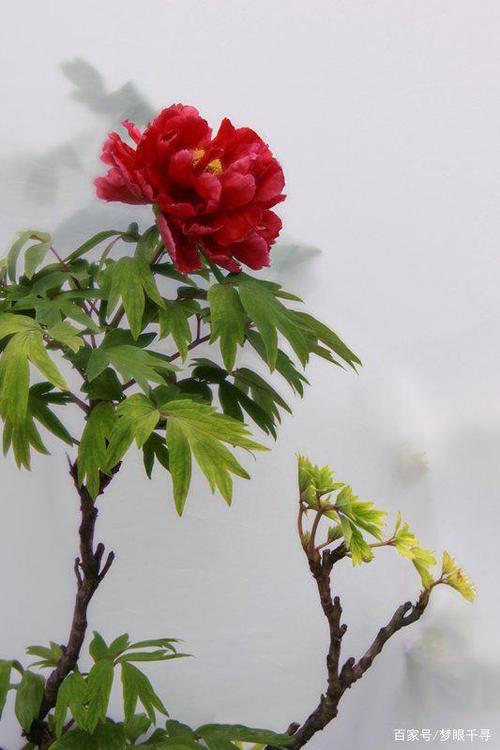 唱绝春天,牡丹真国色;领衔初夏,芍药为花相