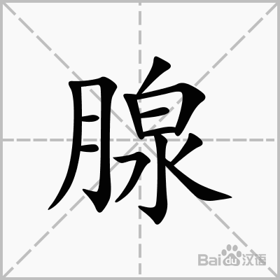 腺