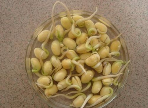 黄豆种子生长观察日记