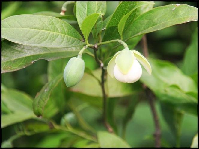 夜合花的品种简介