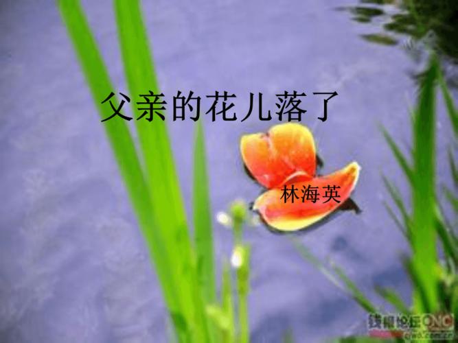 爸爸的花儿落了