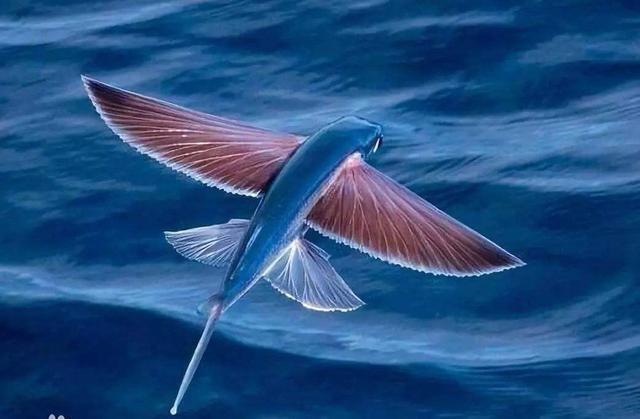 再如,《山经·西山经》中记载的"文鳐鱼",说它长得像鲤鱼,还有一对鸟