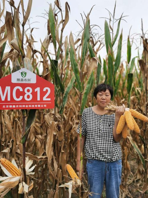 国审超级玉米新品种—京科mc812
