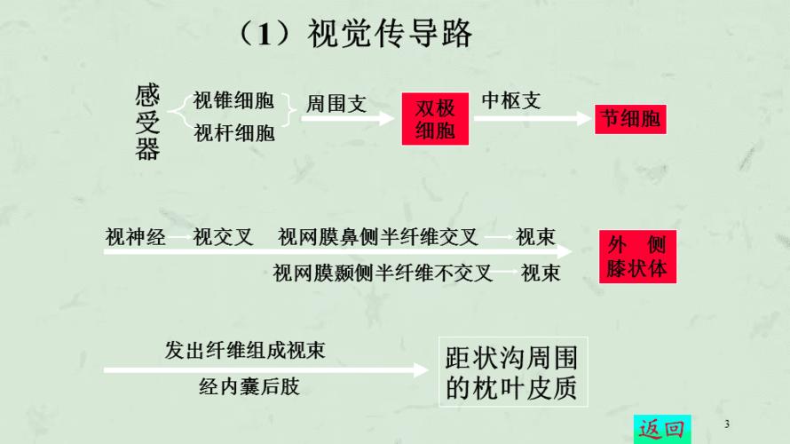 视觉传导通路课件