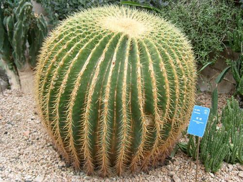 稀有仙人掌品种图片大全