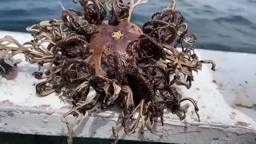 这是海洋的什么生物?还是说水污染导致的变异?谁认识?