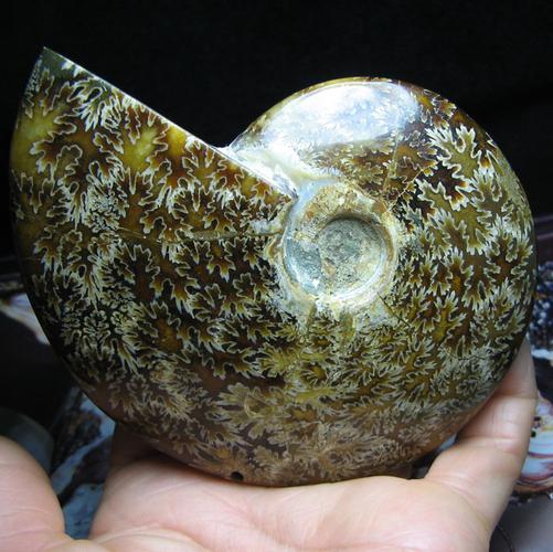 马达加斯加古生物玉化螺菊花矿标好评好店