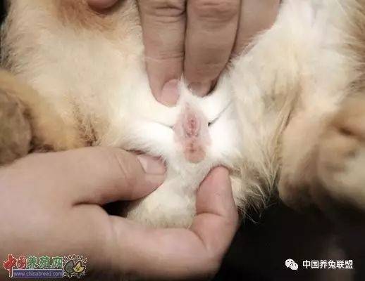 如果你的兔子已经够大,寻找分辨兔子性别的方式就是寻找睾内制造成的.