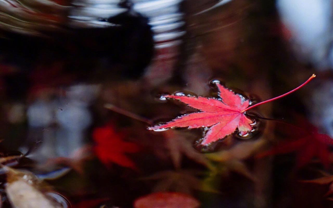 红色枫叶图片桌面壁纸