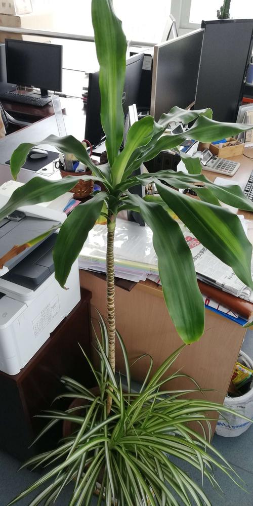 香龙血树的再生