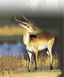 【转载】国家一级保护动物——藏羚羊