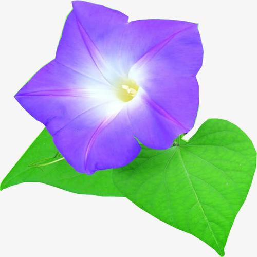 关键词 : 紫色,牵牛花,喇叭花,植物