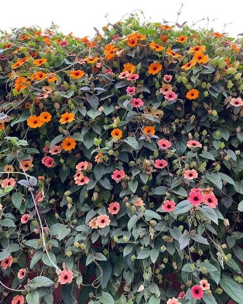 适合做花墙的13种爬藤植物推荐