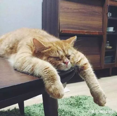 趴着 瘫睡在桌上