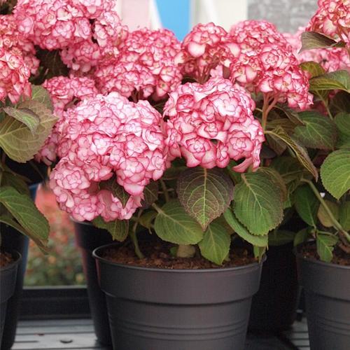 虹越进口植物预售 大花绣球"纱织小姐"盆栽苗花序饱满株型紧凑