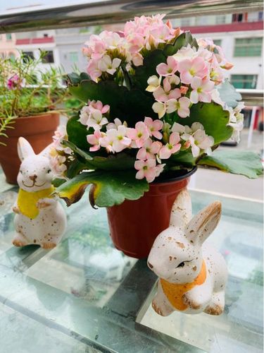 长寿花变色龙这个品种也是很多人都非常喜欢的品种之一