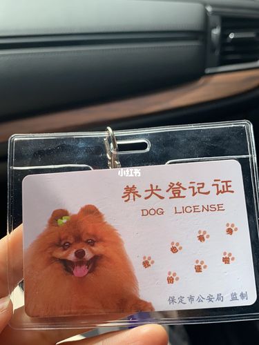 河北保定办理狗证如此简单