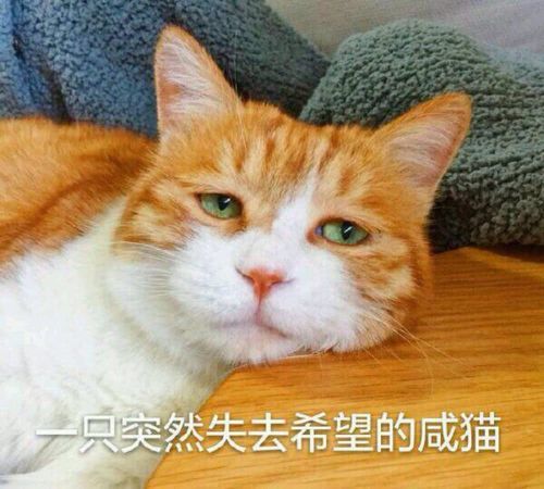 可爱猫咪搞笑表情包:我是一只突然失去梦想的橘猫!