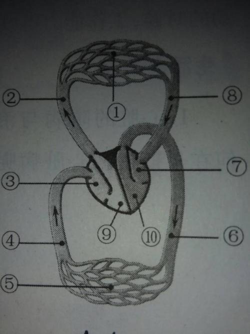 简笔画 初中生物 题目详情  下图是人体血液循环模式图.