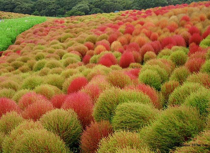 野花组合 红叶地肤 绿地肤种子 沙漠景观 花海种子