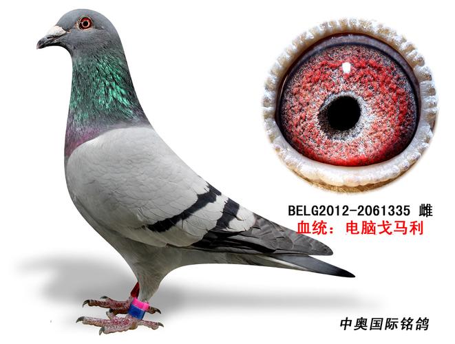 山西中奥国际铭鸽 - 中信网铭鸽展厅 www.ag188.com