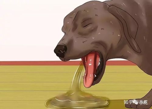 如何判断狗狗是否脱水