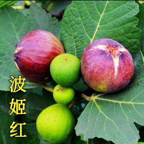 波姬红无花果苗 四季地栽盆栽无花果苗波姬红布兰瑞克青皮南北方种植