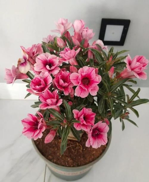 沙漠玫瑰适合"懒养",花前一喷一灌,开满枝头,多得不见叶