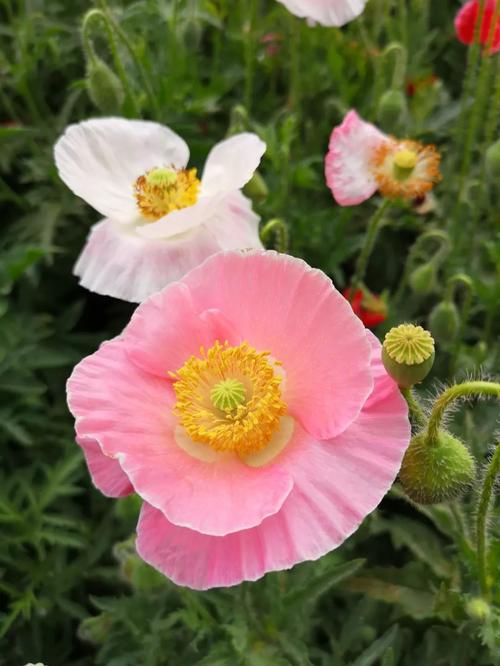 虞美人形状象鸡冠花,叶子对生,茎软叶长,无风自动,似美人翩翩起舞