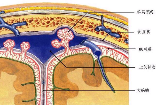 世上最全的神经系统解剖图!