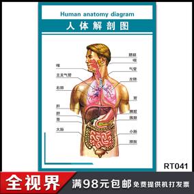 医院人体器官结构解剖图挂图腹部脏器前面观人体内脏位置分布图