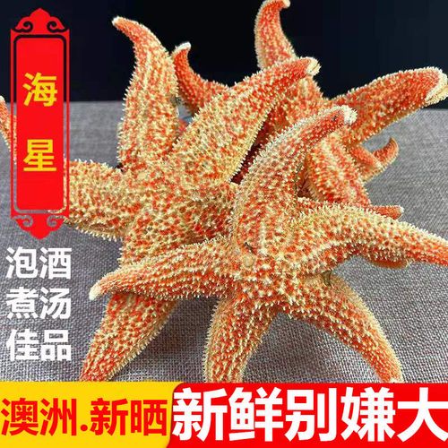 海星干货 海马海龙新晒红海星煲汤泡酒中药材滋补海产