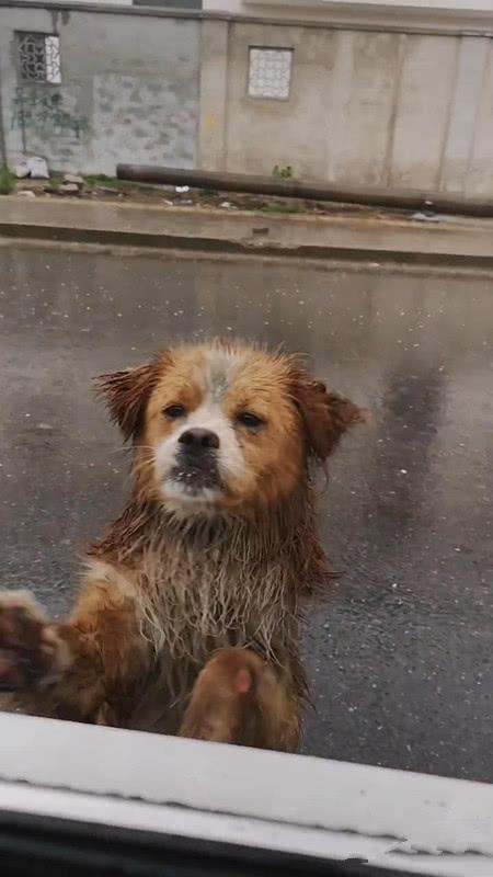 工地赡养的流浪狗,得知工人离开时,站在雨中送别,网友